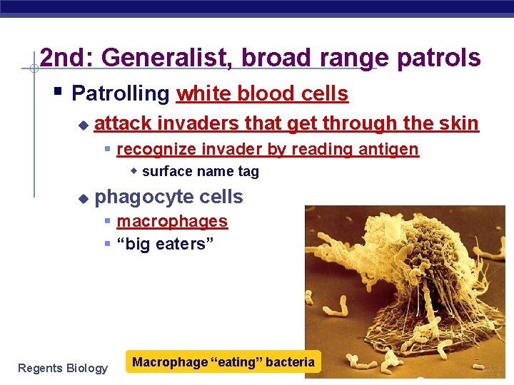 2 nd: Generalist, broad range patrols § Patrolling white blood cells u attack invaders
