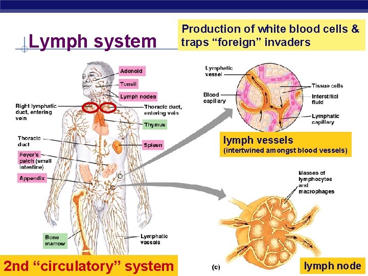 Lymph system Production of white blood cells & traps “foreign” invaders lymph vessels (intertwined