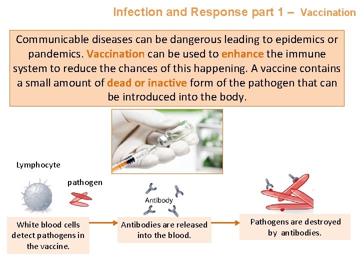 Infection and Response part 1 – Vaccination Communicable diseases can be dangerous leading to
