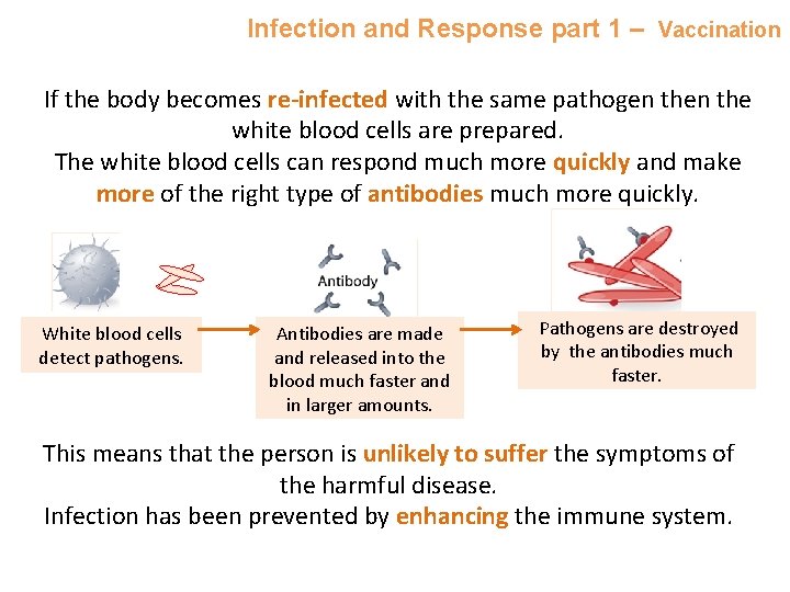 Infection and Response part 1 – Vaccination If the body becomes re-infected with the