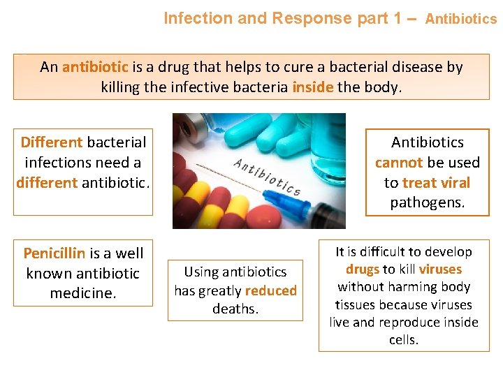 Infection and Response part 1 – Antibiotics An antibiotic is a drug that helps