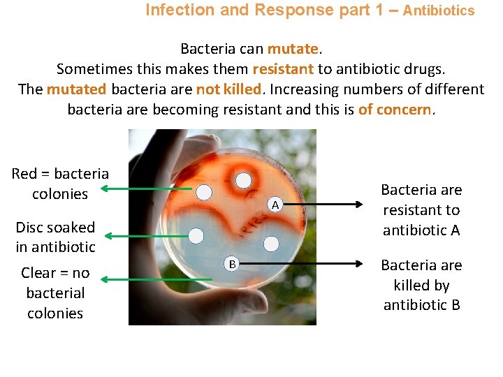 Infection and Response part 1 – Antibiotics Bacteria can mutate. Sometimes this makes them