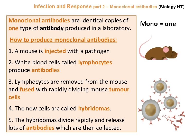 Infection and Response part 2 – Monoclonal antibodies (Biology HT) Monoclonal antibodies are identical