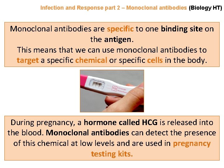 Infection and Response part 2 – Monoclonal antibodies (Biology HT) Monoclonal antibodies are specific