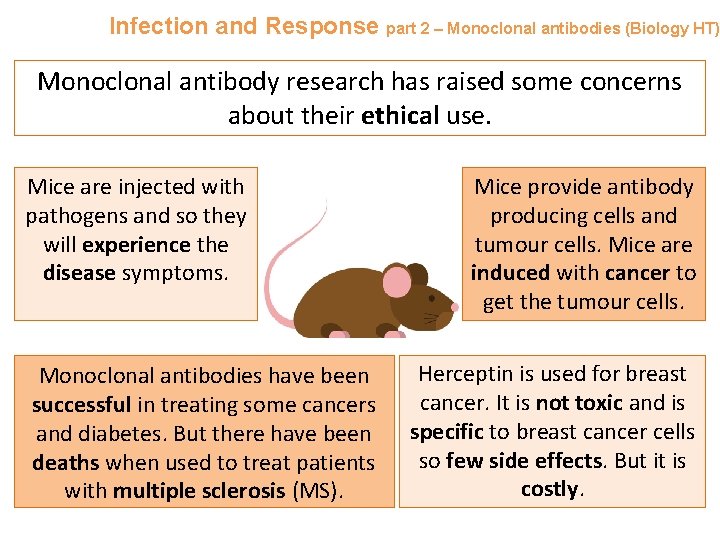 Infection and Response part 2 – Monoclonal antibodies (Biology HT) Monoclonal antibody research has