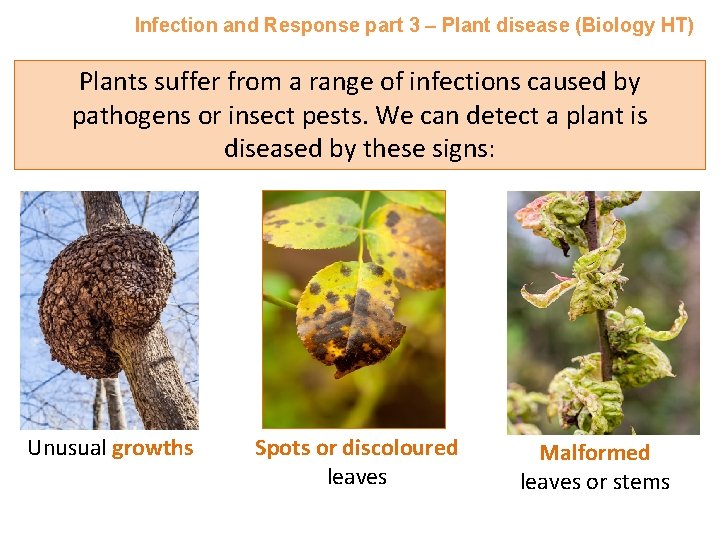 Infection and Response part 3 – Plant disease (Biology HT) Plants suffer from a