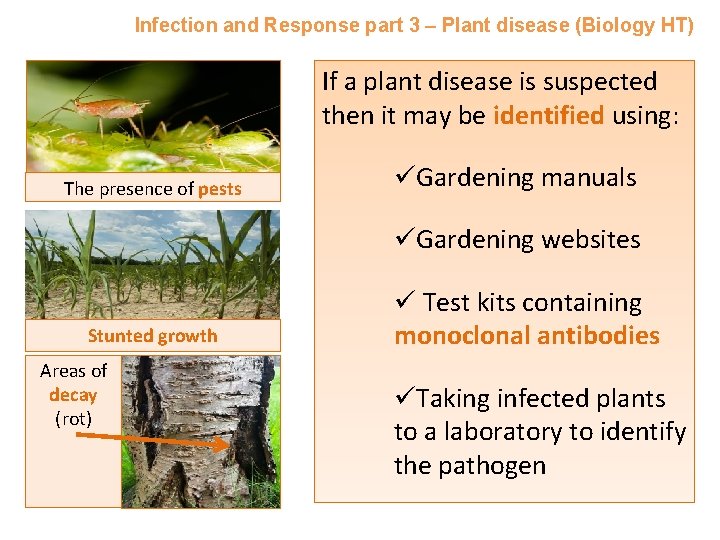 Infection and Response part 3 – Plant disease (Biology HT) If a plant disease