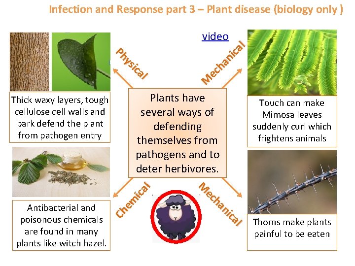 Infection and Response part 3 – Plant disease (biology only ) l ica ys