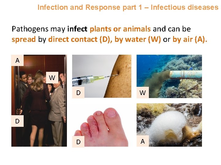 Infection and Response part 1 – Infectious diseases Pathogens may infect plants or animals