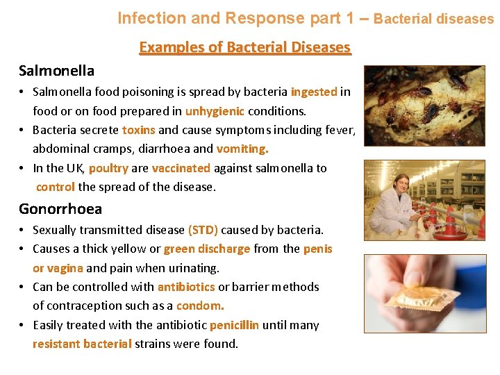 Infection and Response part 1 – Bacterial diseases Examples of Bacterial Diseases Salmonella •