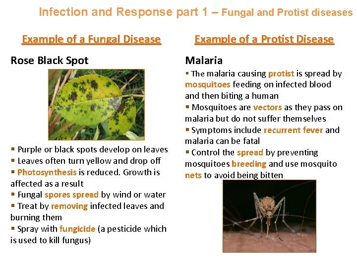 Infection and Response part 1 – Fungal and Protist diseases Example of a Fungal