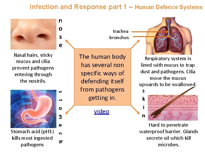 Infection and Response part 1 – Human Defence Systems n o s e Nasal