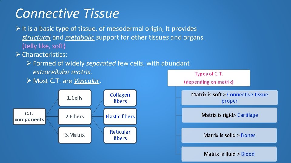 Connective Tissue Ø It is a basic type of tissue, of mesodermal origin, It