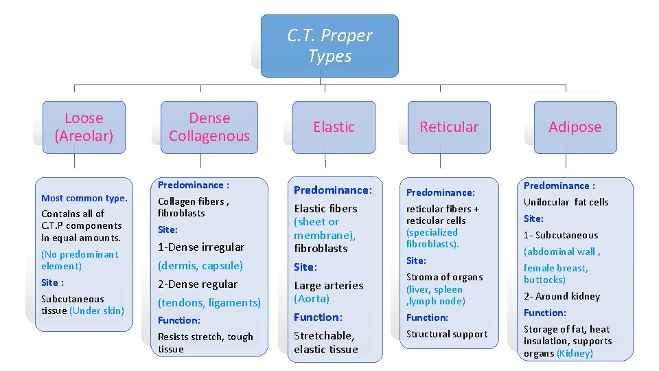 C. T. Proper Types Loose (Areolar) Most common type. Contains all of C. T. C. T. Proper Types Loose (Areolar) Most common type. Contains all of C. T.