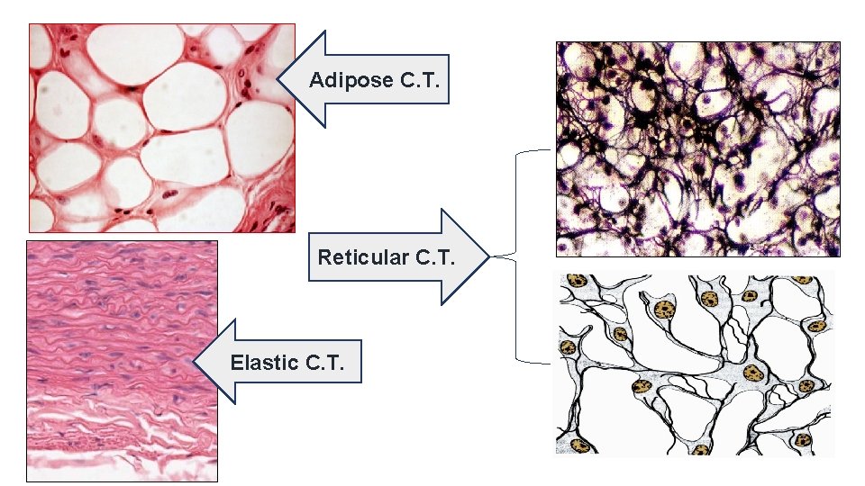 Adipose C. T. Reticular C. T. Elastic C. T. Adipose C. T. Reticular C. T. Elastic C. T.