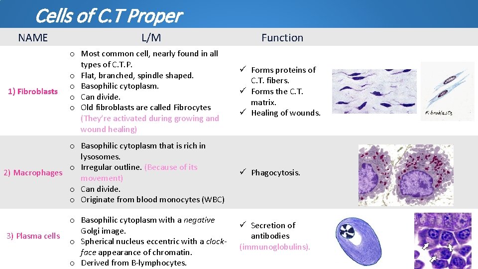 Cells of C. T Proper NAME 1) Fibroblasts L/M o Most common cell, nearly