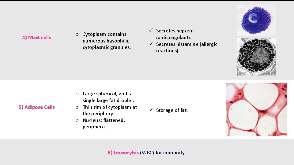 4) Mast cells 5) Adipose Cells o Cytoplasm contains numerous basophilic cytoplasmic granules. ü