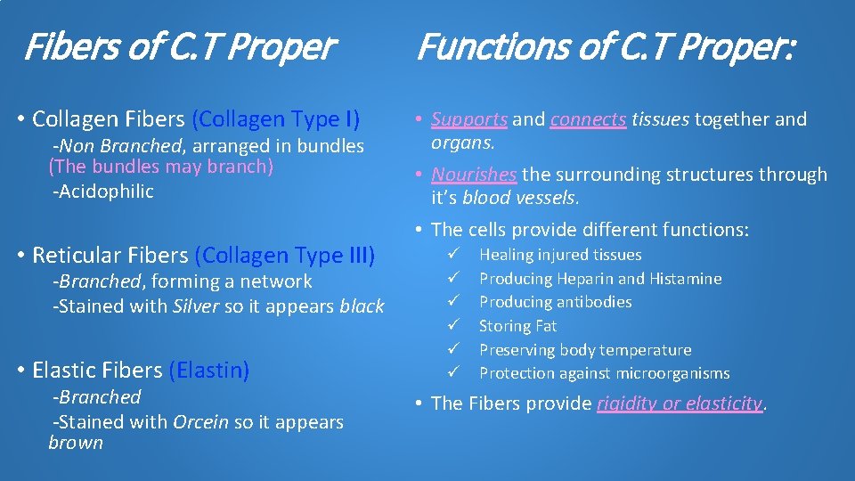 Fibers of C. T Proper • Collagen Fibers (Collagen Type I) -Non Branched, arranged