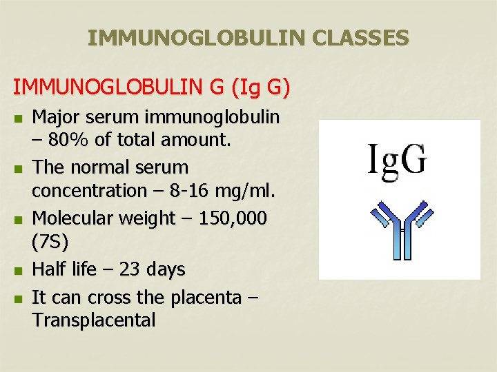 IMMUNOGLOBULIN CLASSES IMMUNOGLOBULIN G (Ig G) n n n Major serum immunoglobulin – 80%