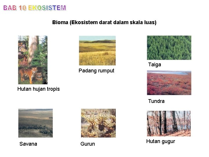 Bioma (Ekosistem darat dalam skala luas) Taiga Padang rumput Hutan hujan tropis Tundra Savana