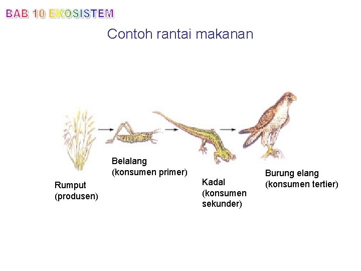Contoh rantai makanan Belalang (konsumen primer) Rumput (produsen) Kadal (konsumen sekunder) Burung elang (konsumen