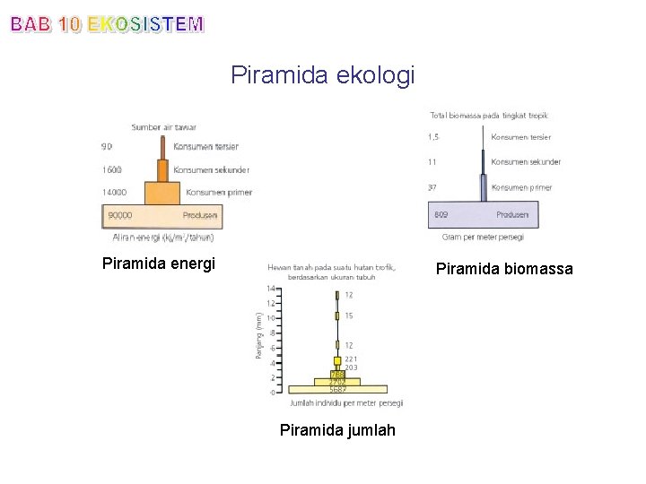 Piramida ekologi Piramida energi Piramida biomassa Piramida jumlah 
