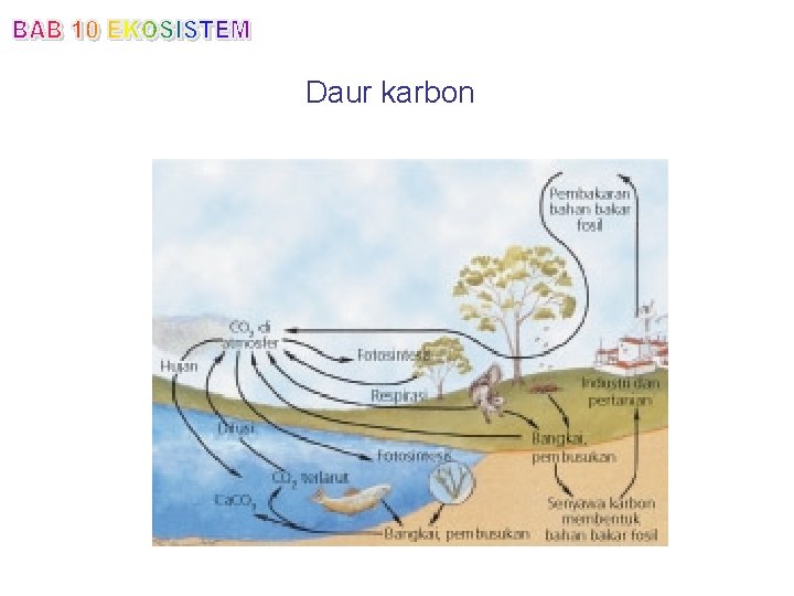 Daur karbon 