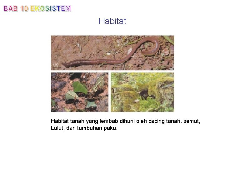 Habitat tanah yang lembab dihuni oleh cacing tanah, semut, Lulut, dan tumbuhan paku. 