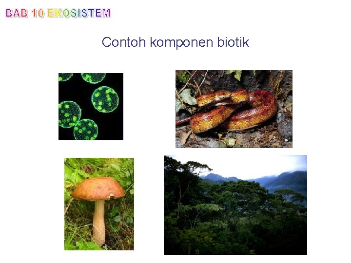 Contoh komponen biotik 