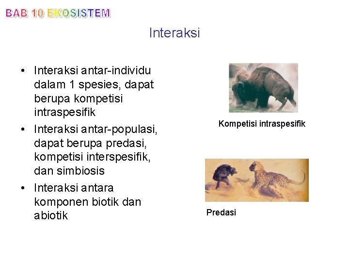 Interaksi • Interaksi antar-individu dalam 1 spesies, dapat berupa kompetisi intraspesifik • Interaksi antar-populasi,