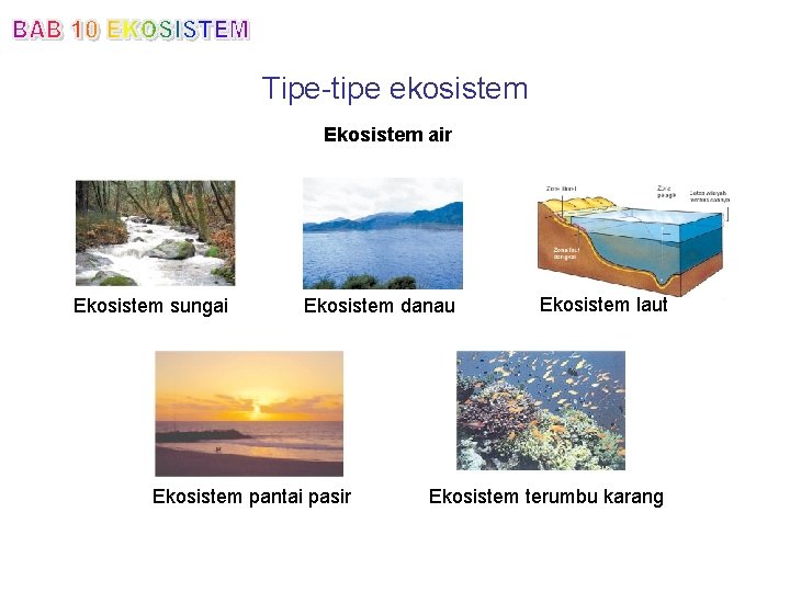 Tipe-tipe ekosistem Ekosistem air Ekosistem sungai Ekosistem danau Ekosistem pantai pasir Ekosistem laut Ekosistem