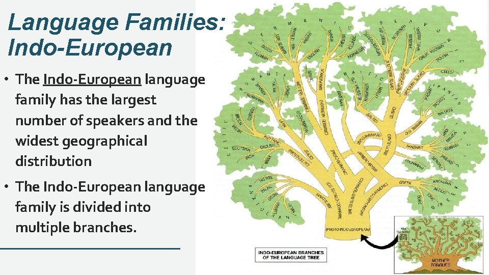 Language Families: Indo-European • The Indo-European language family has the largest number of speakers