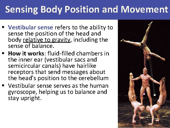 Sensing Body Position and Movement § Vestibular sense refers to the ability to sense