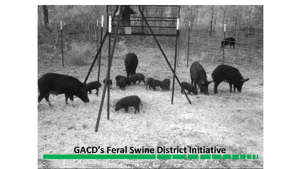 GACD’s Feral Swine District Initiative 