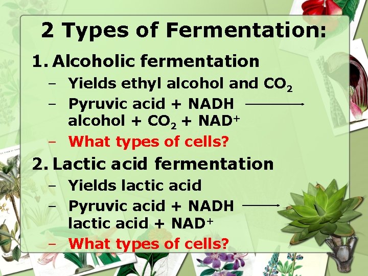 2 Types of Fermentation: 1. Alcoholic fermentation – Yields ethyl alcohol and CO 2