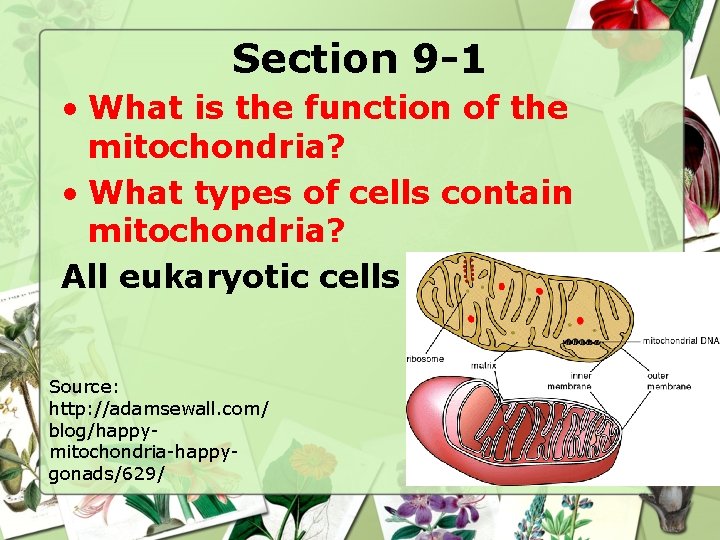 Section 9 -1 • What is the function of the mitochondria? • What types