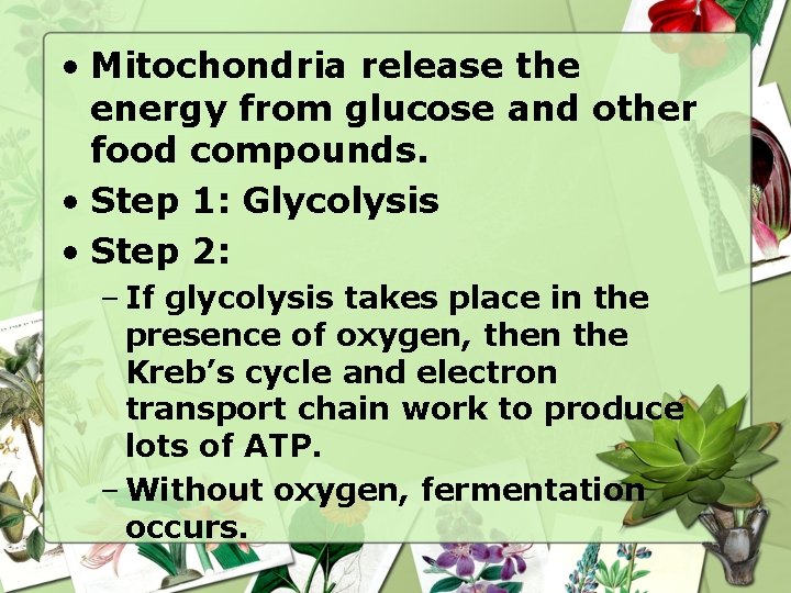  • Mitochondria release the energy from glucose and other food compounds. • Step
