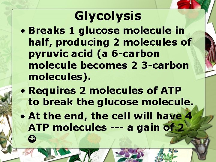 Glycolysis • Breaks 1 glucose molecule in half, producing 2 molecules of pyruvic acid