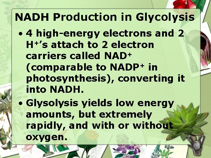 NADH Production in Glycolysis • 4 high-energy electrons and 2 H+’s attach to 2