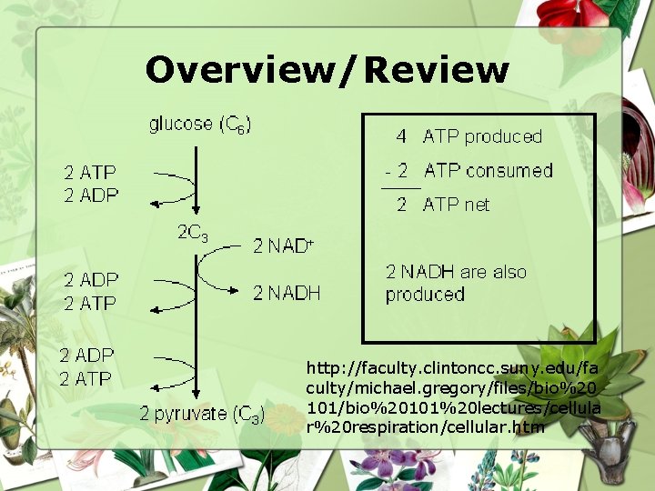 Overview/Review http: //faculty. clintoncc. suny. edu/fa culty/michael. gregory/files/bio%20 101/bio%20101%20 lectures/cellula r%20 respiration/cellular. htm 