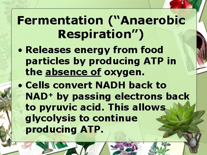 Fermentation (“Anaerobic Respiration”) • Releases energy from food particles by producing ATP in the