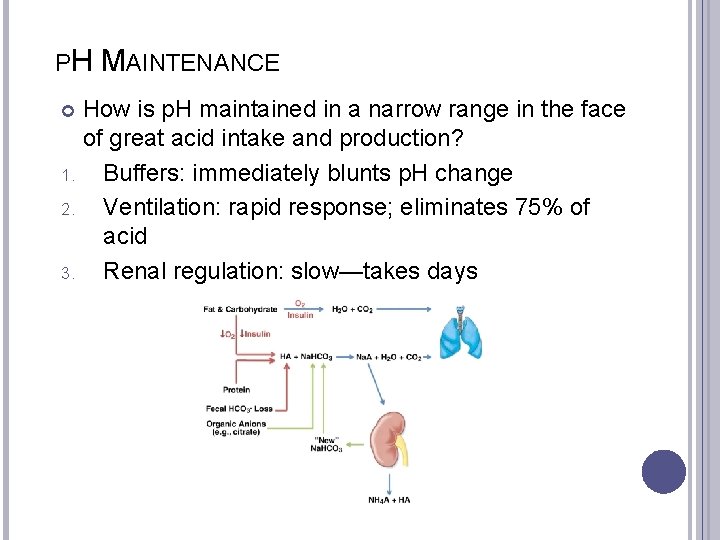 PH MAINTENANCE How is p. H maintained in a narrow range in the face