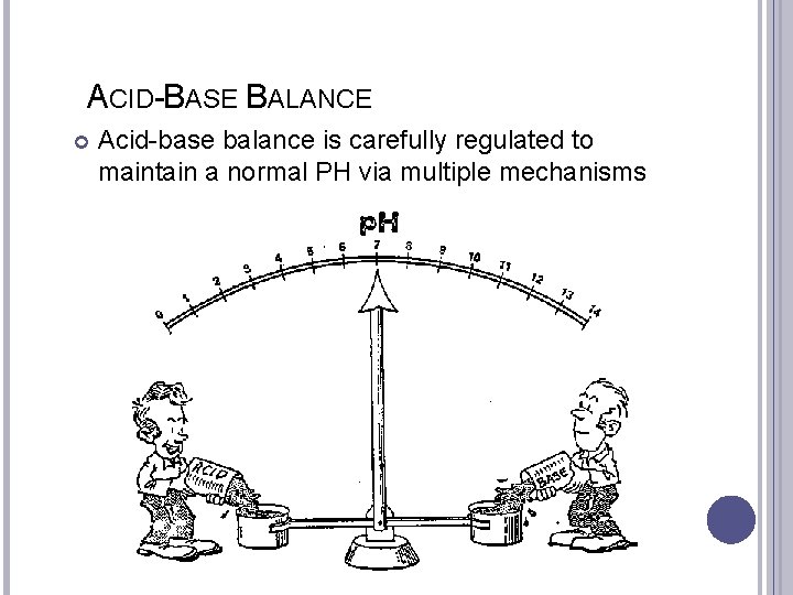 ACID-BASE BALANCE Acid-base balance is carefully regulated to maintain a normal PH via multiple