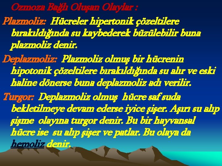 Ozmoza Bağlı Oluşan Olaylar : Plazmoliz: Hücreler hipertonik çözeltilere bırakıldığında su kaybederek büzülebilir buna