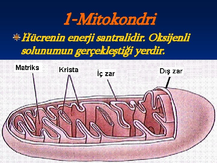 1 -Mitokondri Hücrenin enerji santralidir. Oksijenli solunumun gerçekleştiği yerdir. 