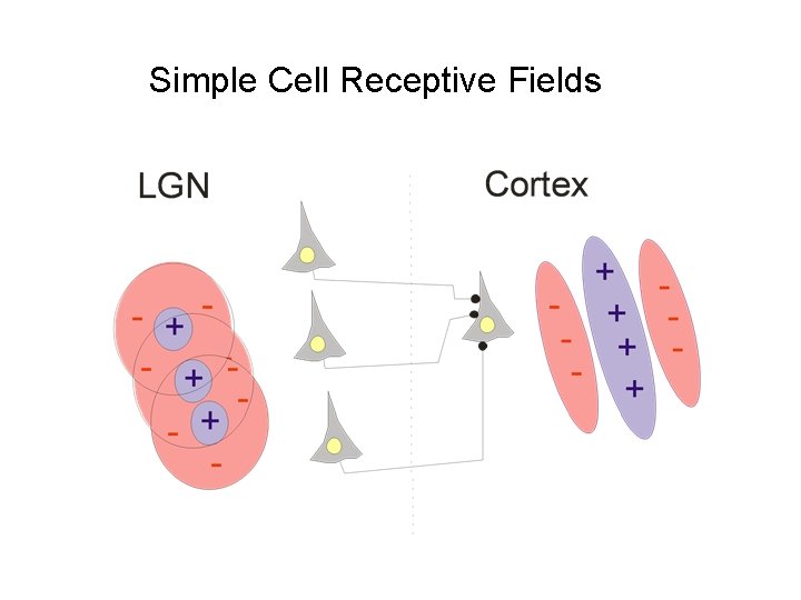 Simple Cell Receptive Fields 