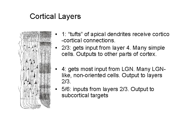 Cortical Layers • 1: “tufts” of apical dendrites receive cortico -cortical connections. • 2/3:
