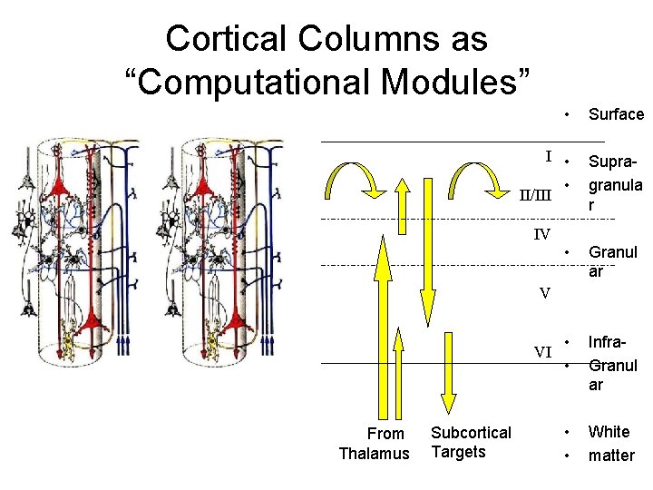 Cortical Columns as “Computational Modules” • Surface I • • II/III Supragranula r IV