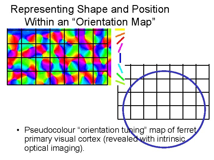 Representing Shape and Position Within an “Orientation Map” • Pseudocolour “orientation tuning” map of