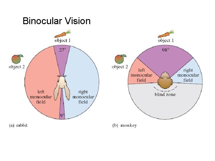 Binocular Vision 